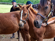 KS300622-9 - Cupboard Love & foal by Territories